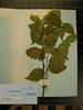 Herbarium sample